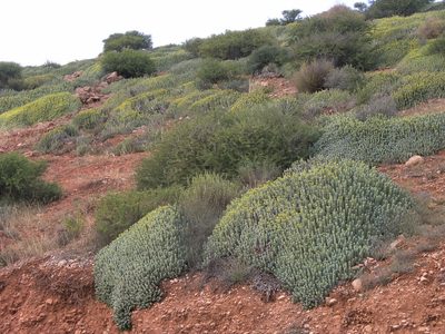 Euphorbia resinifera, photographed by Oleg Kosterin