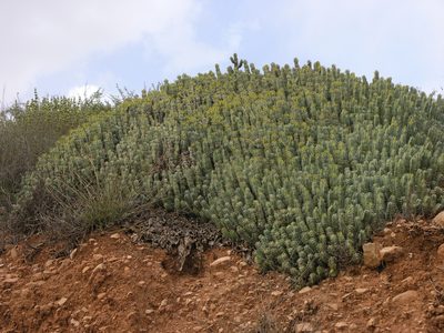 Euphorbia resinifera, photographed by Oleg Kosterin