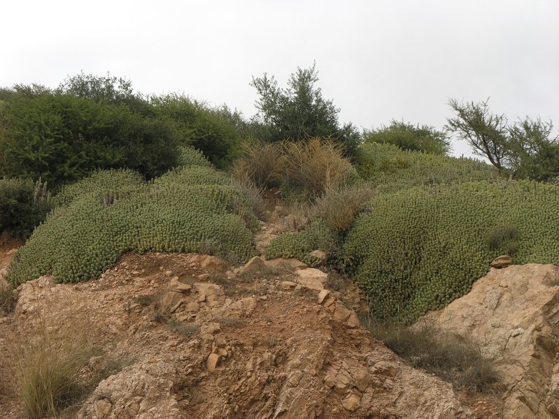 Euphorbia resinifera, photographed by Oleg Kosterin