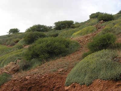 Euphorbia resinifera, photographed by Oleg Kosterin