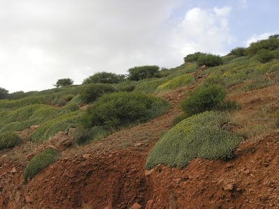 Euphorbia resinifera, photographed by Oleg Kosterin