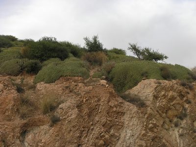 Euphorbia resinifera, photographed by Oleg Kosterin