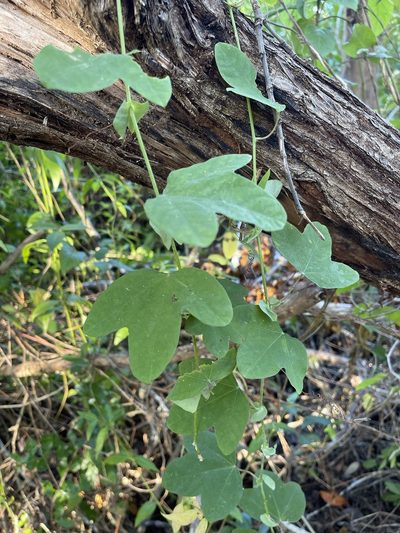 Passiflora pallens, photographed by Brandon Corder