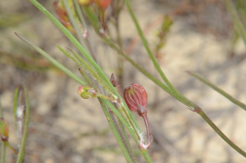 Centella macrocarpa, photographed by Charleen Brunke