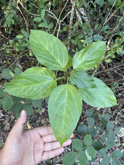 Colubrina arborescens, photographed by Brandon Corder