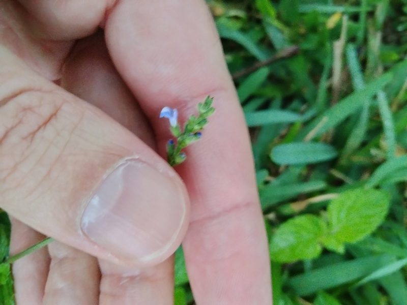 Salvia occidentalis, photographed by Ben Machado