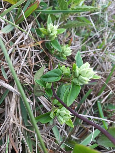 Mikania involucrata, photographed by JG