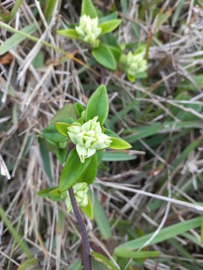 Mikania involucrata, photographed by JG