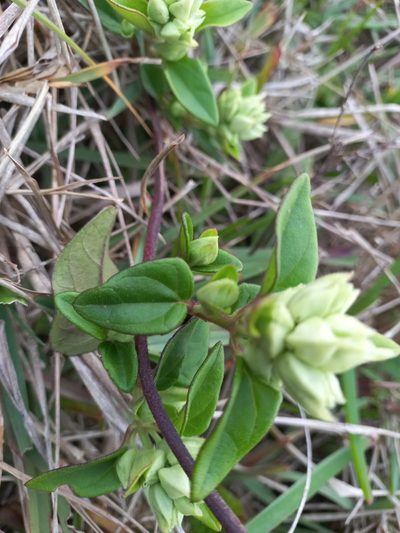 Mikania involucrata, photographed by JG