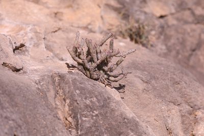 Kleinia odora, photographed by Thomas Galewski