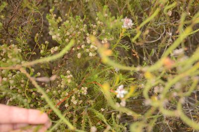 Serruria nervosa, photographed by Charleen Brunke