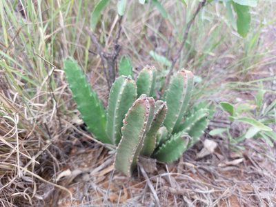 Stapelia gigantea, photographed by Manuel R Popp