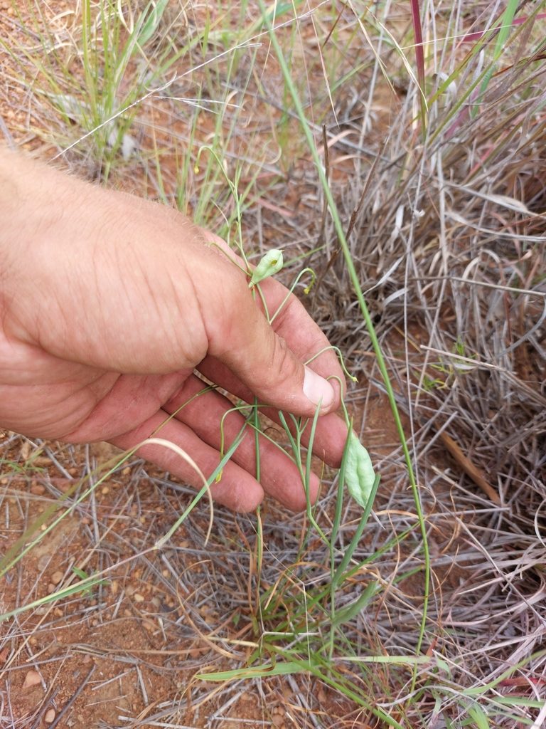 Camptorrhiza strumosa, photographed by Manuel R Popp