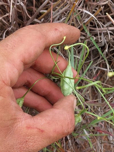 Camptorrhiza strumosa, photographed by Manuel R Popp