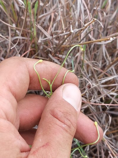 Camptorrhiza strumosa, photographed by Manuel R Popp