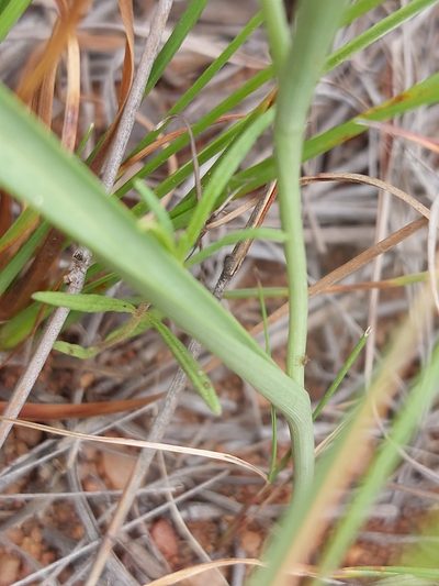 Camptorrhiza strumosa, photographed by Manuel R Popp