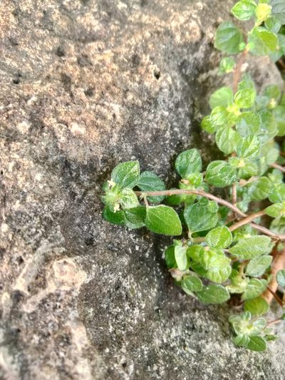 Rousselia humilis, photographed by Ben Machado