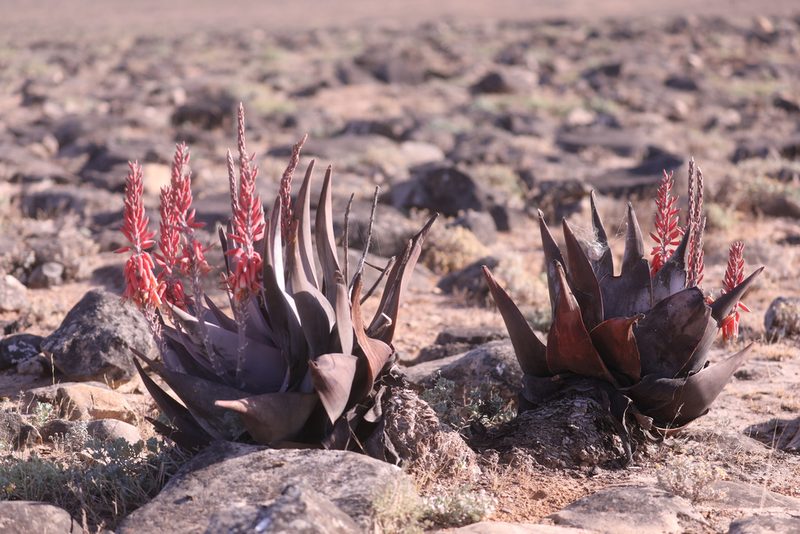 Aloe dhufarensis, photographed by Thomas Galewski