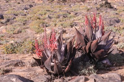 Aloe dhufarensis, photographed by Thomas Galewski