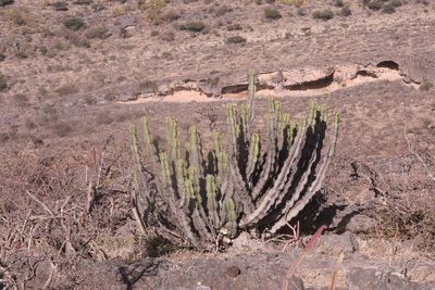 Euphorbia momccoyae, photographed by Thomas Galewski