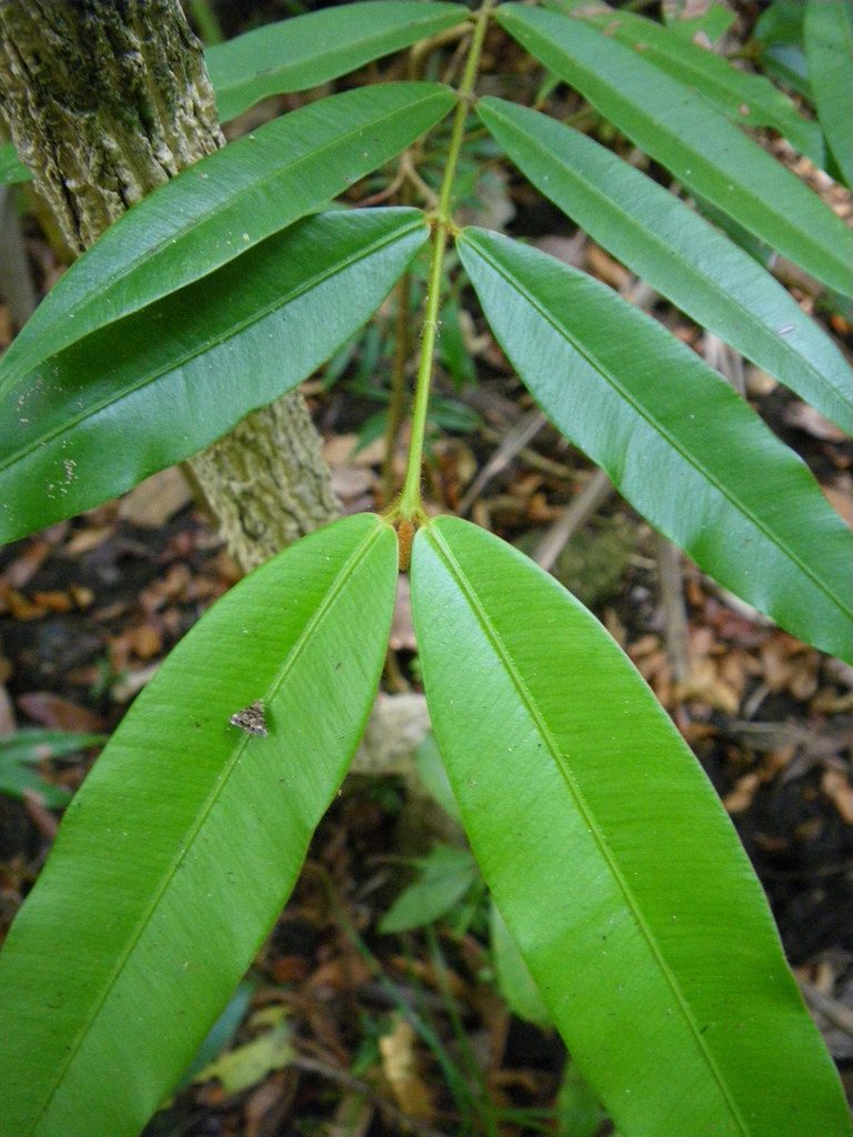 Calophyllum bicolor, photographed by coenobita