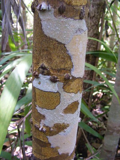 Calophyllum bicolor, photographed by coenobita