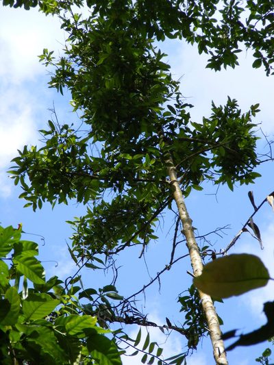 Calophyllum bicolor, photographed by coenobita
