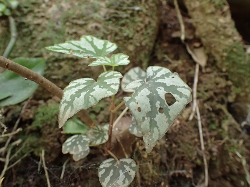 Begonia homonyma, photographed by Mahomed Desai