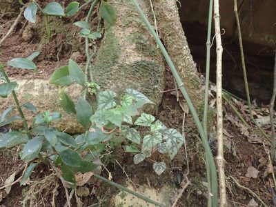 Begonia homonyma, photographed by Mahomed Desai