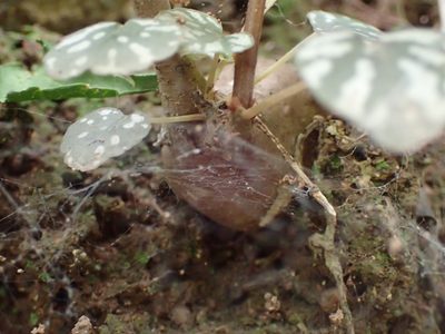 Begonia homonyma, photographed by Mahomed Desai