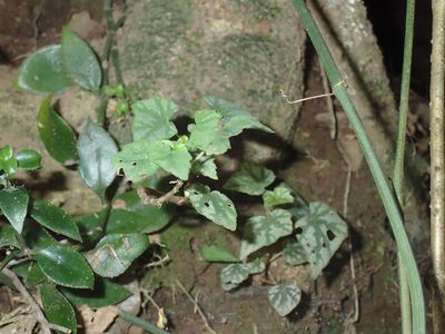 Begonia homonyma, photographed by Mahomed Desai