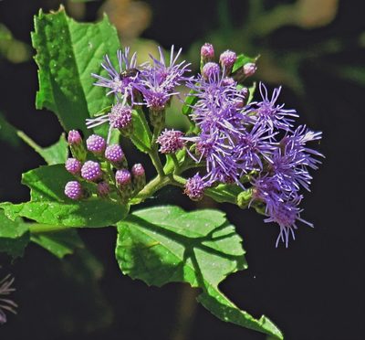Chromolaena laevigata, photographed by Hugo Hulsberg