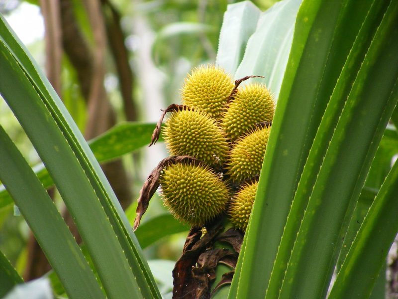 Benstonea lauterbachii, photographed by coenobita