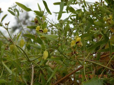 Clematis orientalis, photographed by Galyna Mykytynets