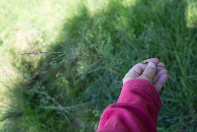 Molinia caerulea, photographed by Tim Johnson
