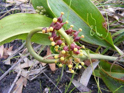 Nepenthes mirabilis, photographed by coenobita