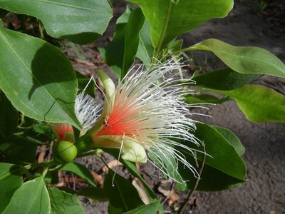 Planchonia careya, photographed by coenobita