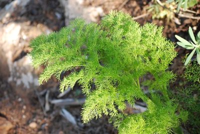 Ferula lancerotensis, photographed by Mirela