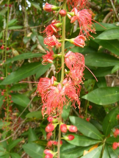 Barringtonia acutangula, photographed by coenobita