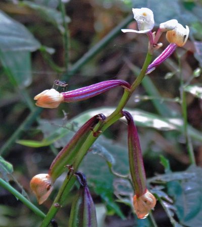 Govenia utriculata, photographed by Hugo Hulsberg