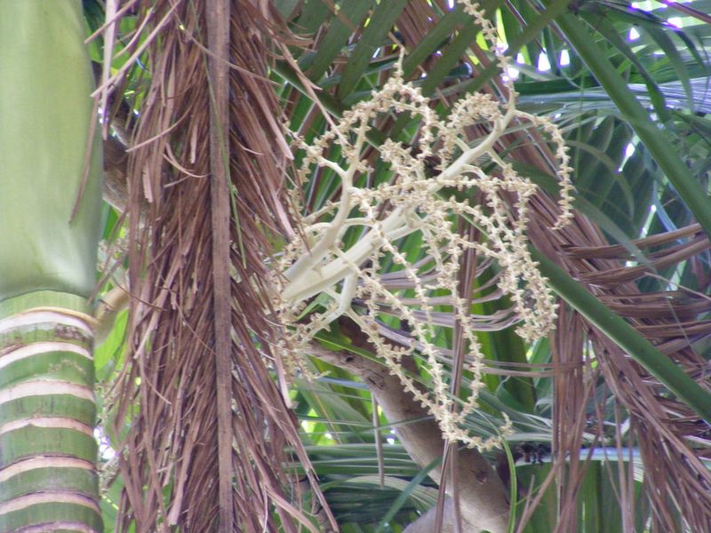Archontophoenix tuckeri, photographed by coenobita