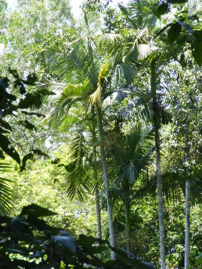 Archontophoenix tuckeri, photographed by coenobita