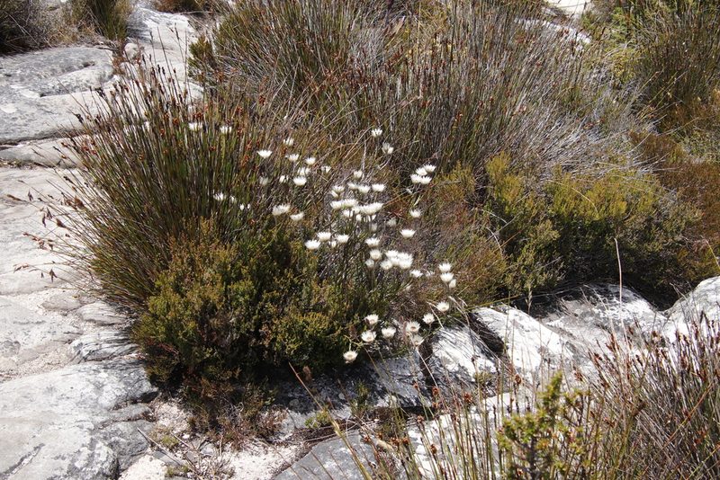 Edmondia pinifolia, photographed by Tony Rebelo