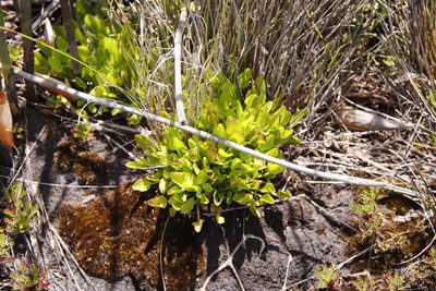 Villarsia manningiana, photographed by Tony Rebelo