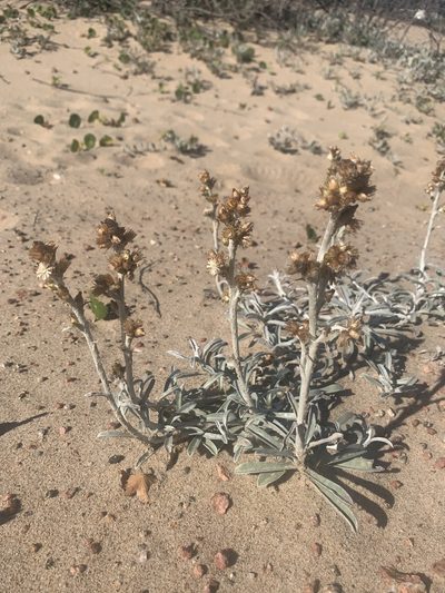 Gamochaeta falcata, photographed by Florencia Grattarola
