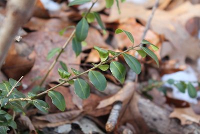 Ilex crenata, photographed by Violet T.