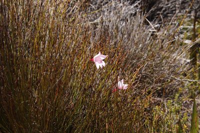 Gladiolus pappei, photographed by Tony Rebelo