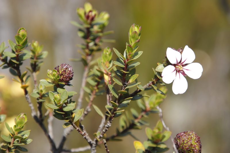 Adenandra villosa, photographed by Tony Rebelo