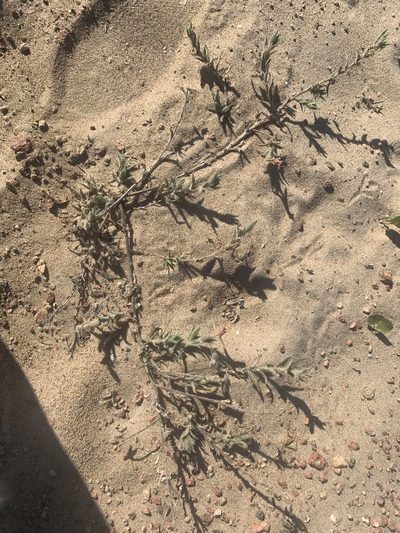 Oenothera mollissima, photographed by Florencia Grattarola
