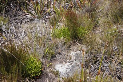 Villarsia manningiana, photographed by Tony Rebelo